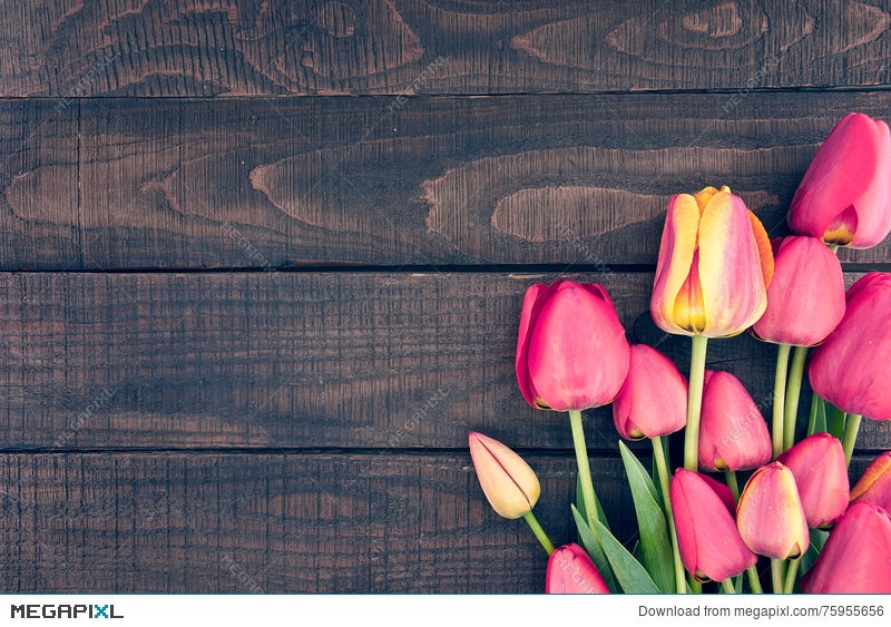 Frame Of Tulips On Dark Rustic Wooden Background. Spring Flowers Stock  Photo 75955656 - Megapixl