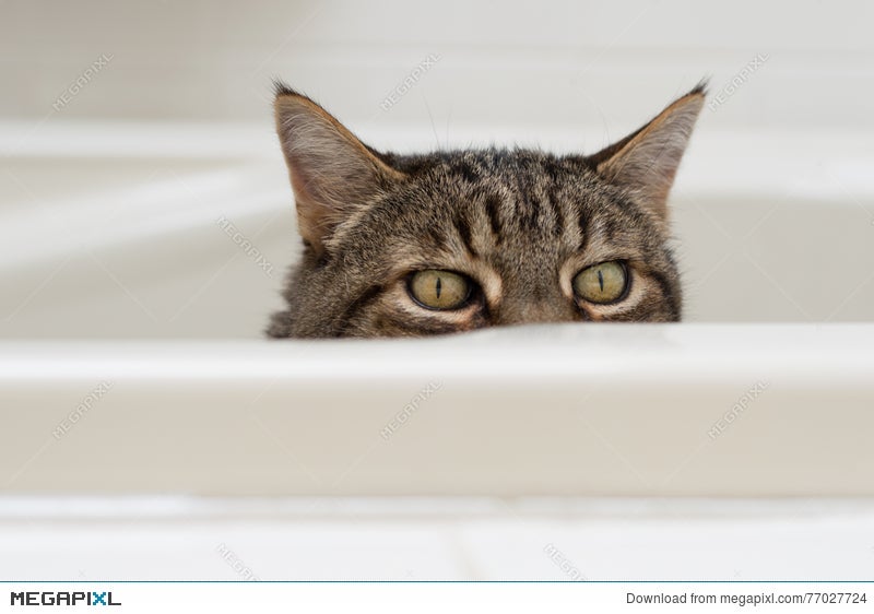 cat in bathtub funny