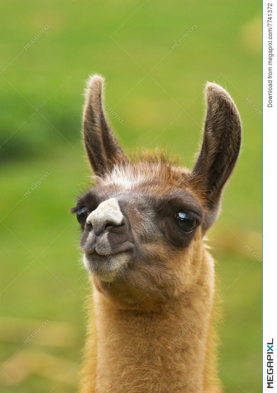 Funny Lama Stock Photo 7741372 - Megapixl