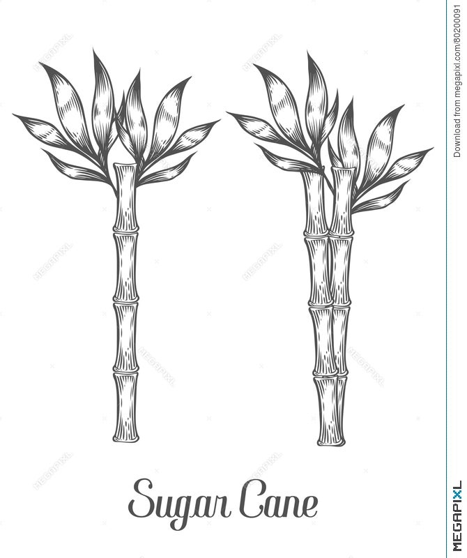 Sugar Cane Stem Branch And Leaf Vector Hand Drawn Illustration.  Illustration 80200091 - Megapixl