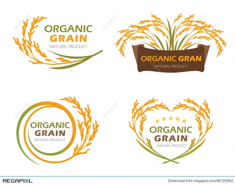 Yellow Paddy Rice Organic Grain Products And Healthy Food Banner
