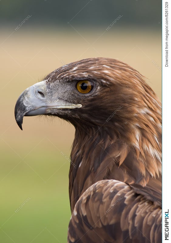 Golden Eagle Face Stock Photo 8261329 Megapixl