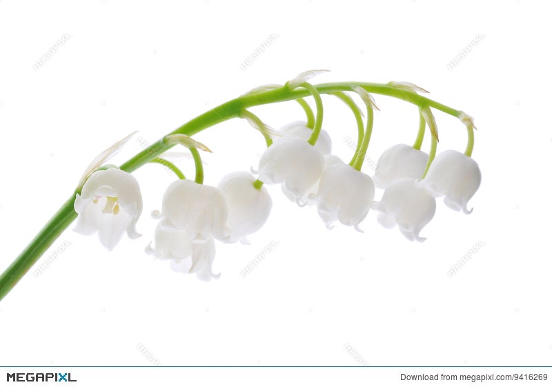 Lily Of The Valley Stock Photo Megapixl