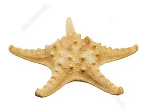 Starfish