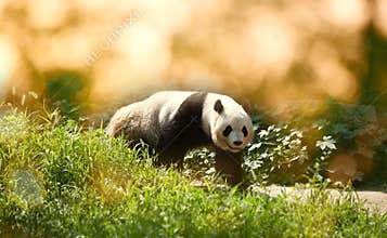 Walking panda, Sichuan Wolong, China