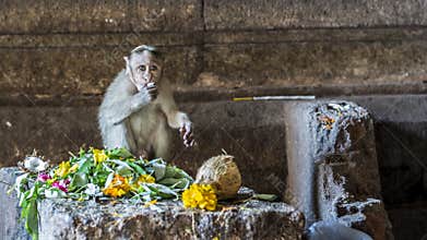 Monkey Business - A macaque baby savoring the offerings to god