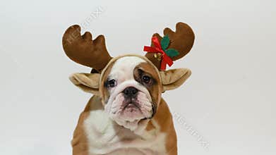 English bulldog puppy dressed as reindeer