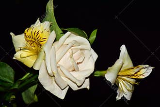 Very pretty multicolor flowers close up