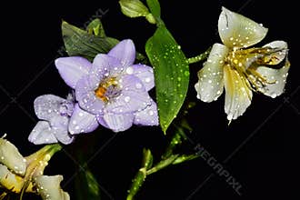 Very pretty multicolor flowers close up