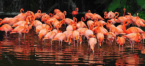 Flamingos