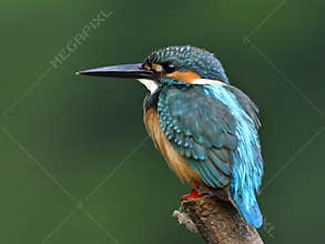 Beautiful blue bird perching on the pole over soft green background with details of its back feathers, Common Kingfisher