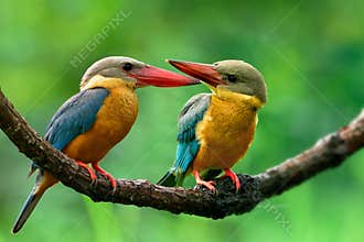 Adult and Juvenile of Stork-billed Kingfisher, lovely brown bird