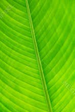 Part of the leaf in the butterfly garden in Samui