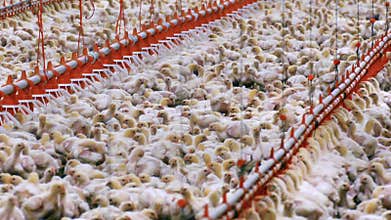 Chickens on a modern farm