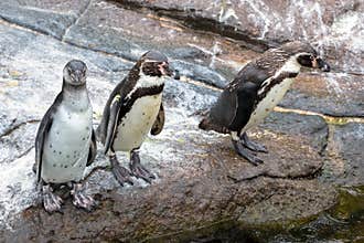 Curious Humboldt Penguins