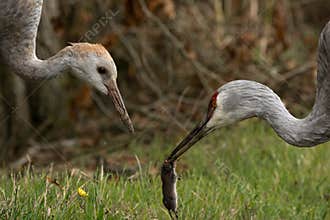 Sandhill crane feeding it`s colt with a freshly caught vole
