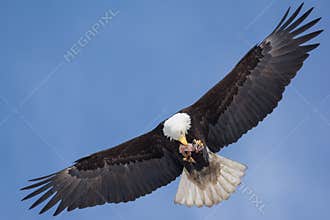 American Bald eagle trying to hold onto it`s food on the fly