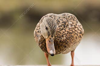 Curious female Mallard trying to snoop what is going on