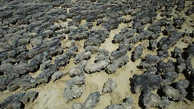 Stromatolites closeup background