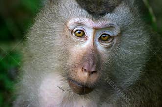 Macaque Monkey