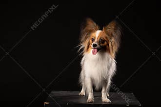Portrait of a papillon on a black background