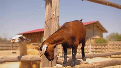 Beautiful little brown goat on the farm looks in Meru, pets, cute red goat