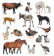 Collage livestock isolated on white