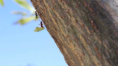 Ants in a trunk of a tree