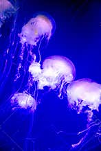 Jelly fish in aquarium