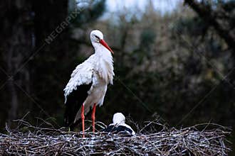 Couple of white storks at nest