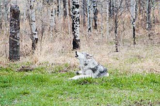 Wolfdog in the woods