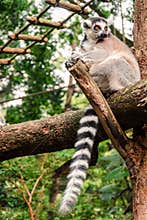 Ring-tailed Lemur Relaxing on a Log