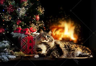 Cat with Christmas Gift, Tree & Fire