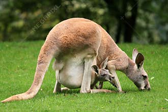 Red kangaroo with a baby in your pocket