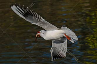 Red-billed Gull