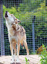A grey wolf in captivity howling. Unhappy.