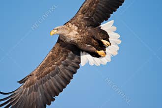 White-Tailed Sea Eagle