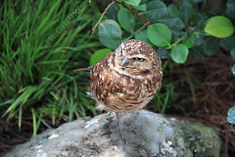 Borrowing owl Athene cunicularia in its habitat
