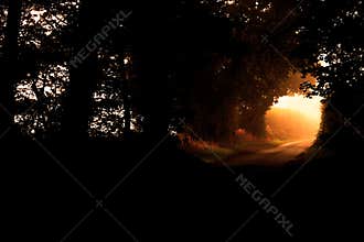 Rural road with sunrise sunlight shining through the end of a dense tunnel of trees