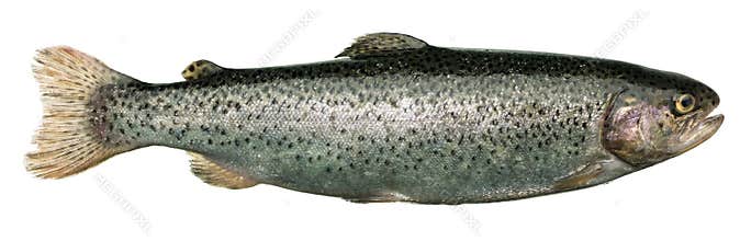 Trout