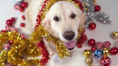Funny pets - big friendly dog posing in studio with christmas decorations on a white background