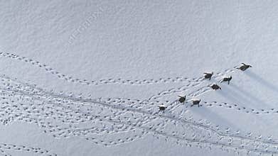 Antarctica Running Penguins Leaving Footprints.