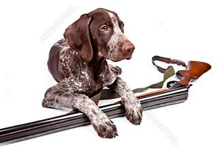 Hunting dog with a gun