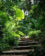 Garden Path #1