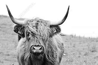 Brown highland cow in black and white