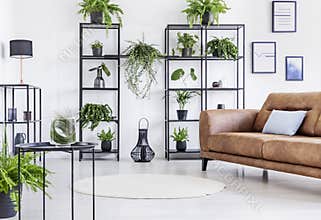 Spacious white living room with urban jungle on black metal shelf and whit brown leather couch