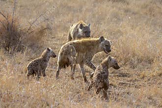 Spotted hyaena in Kruger National park, South Africa