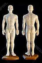 Acupuncture Model