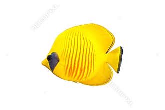 Butterfly fish isolated