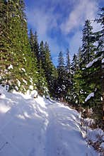 Snow on a forest path